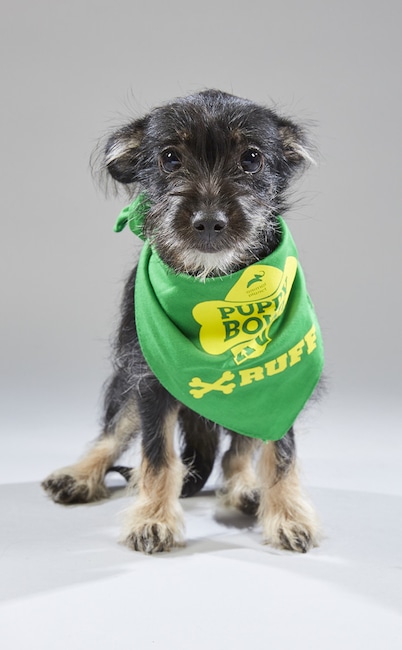 Puppy Bowl XV